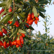 Approbation casher grignotine conventionnelle Baies de goji séchées biologiques